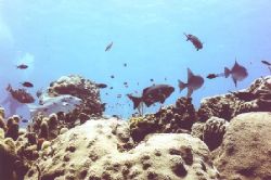 Convoy...take on a name unremembered reef in Cozumel. by Steven Carlo 